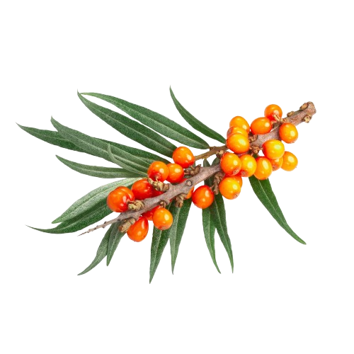 Sea Buckthorn